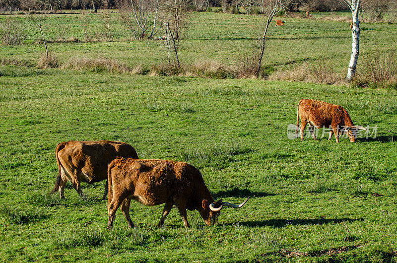 来自葡萄牙北部的本地品种的牛，巴罗斯<e:1>品种看着相机